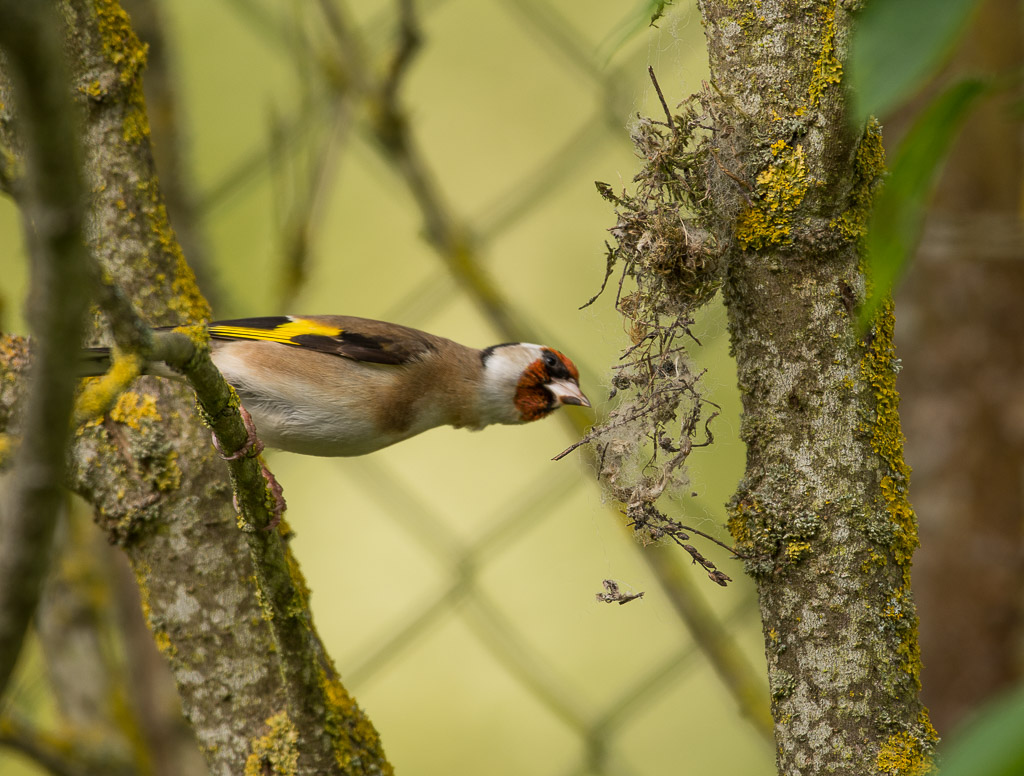 Chardonneret élégant (1 sur 1)-2.jpg