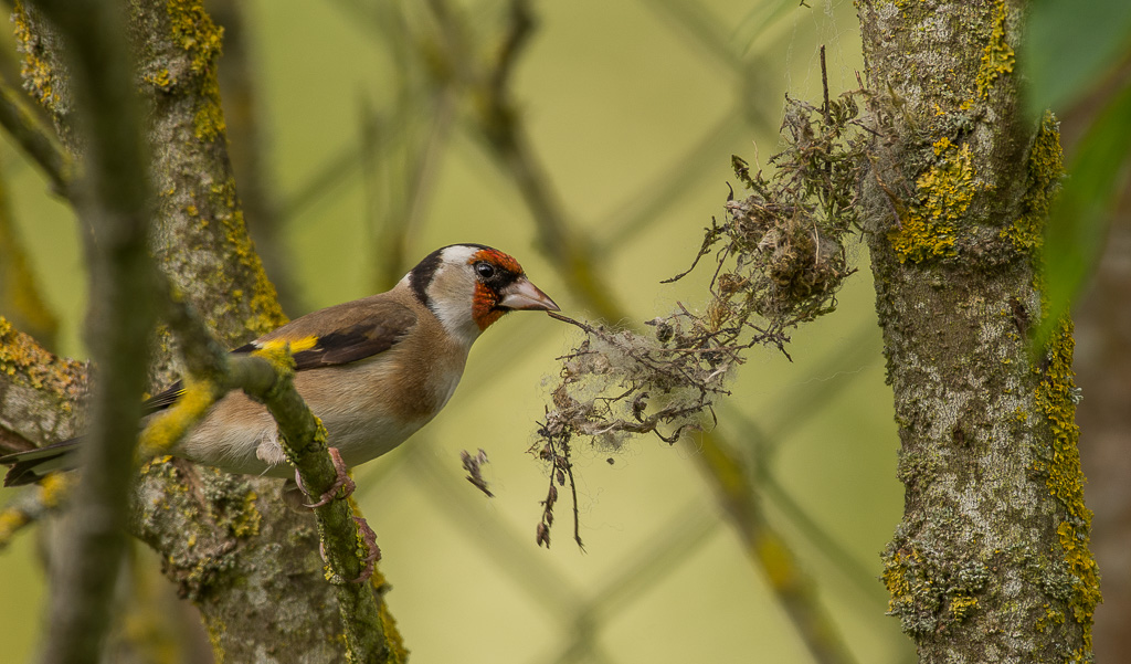 Chardonneret élégant (1 sur 1)-5.jpg