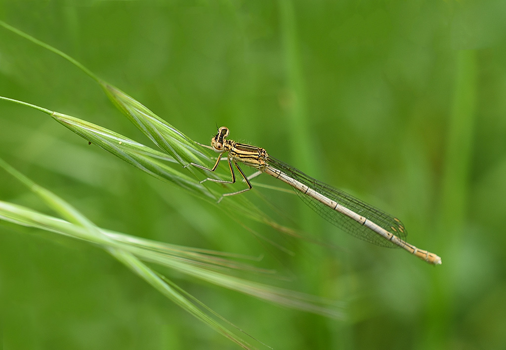 DSC_0182 copie 1.jpg