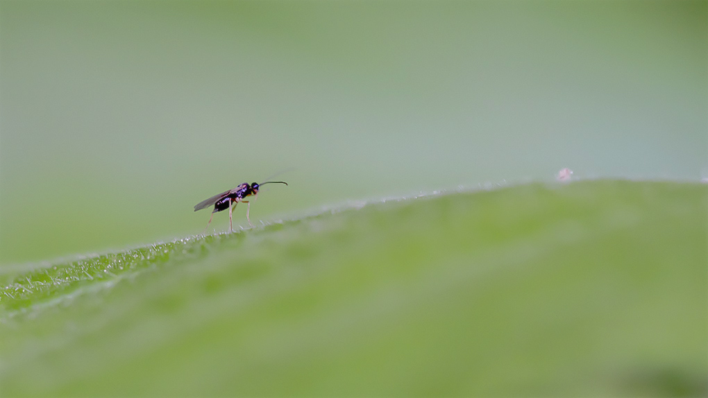 insecte 1.jpg
