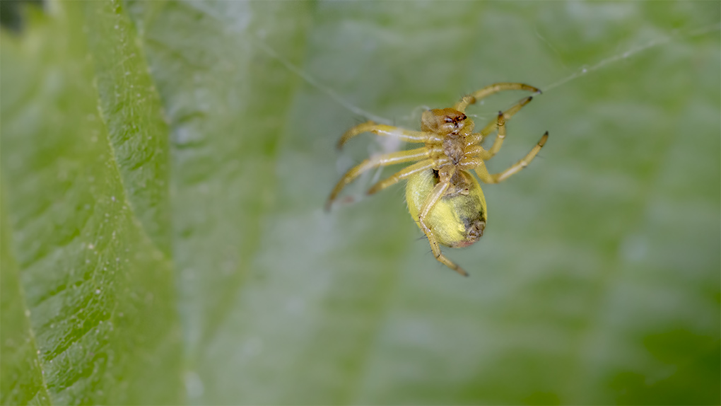 insecte 3.jpg