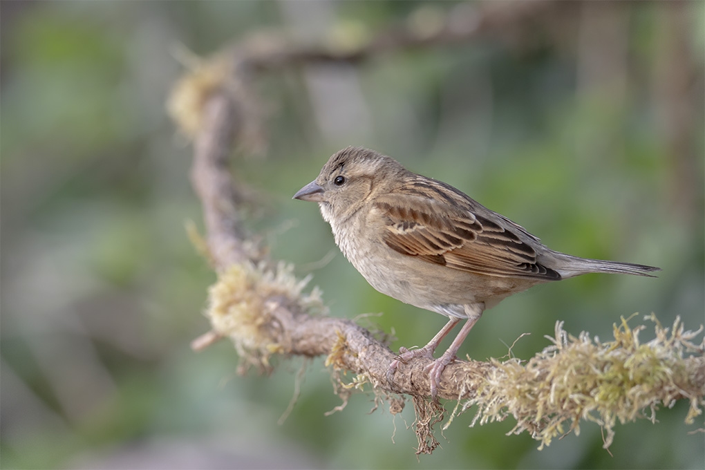 moineau 25 04 1a.jpg