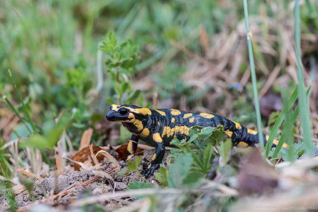 DSC_6618-4.jpg