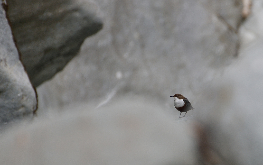 DSC_2305.jpg