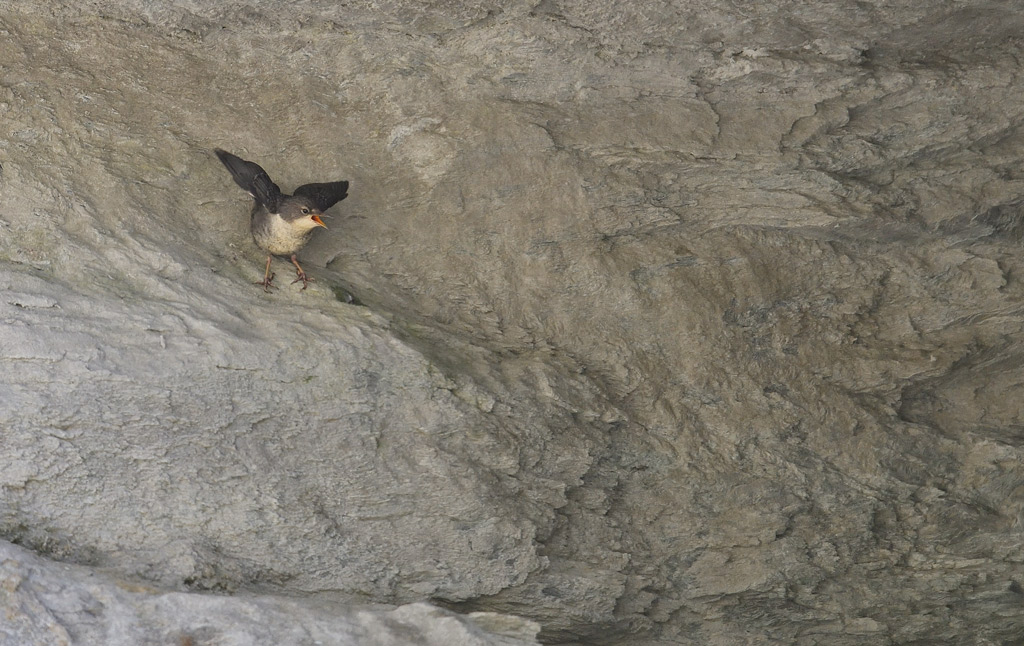 DS5_0676.jpg