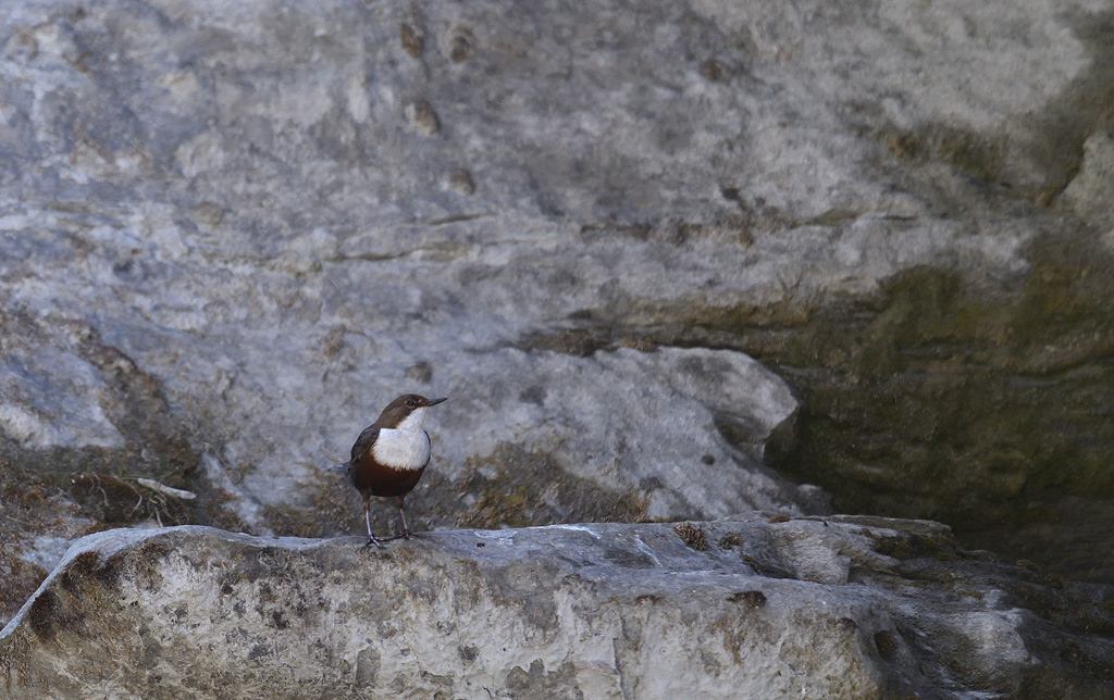 DS5_0688.jpg