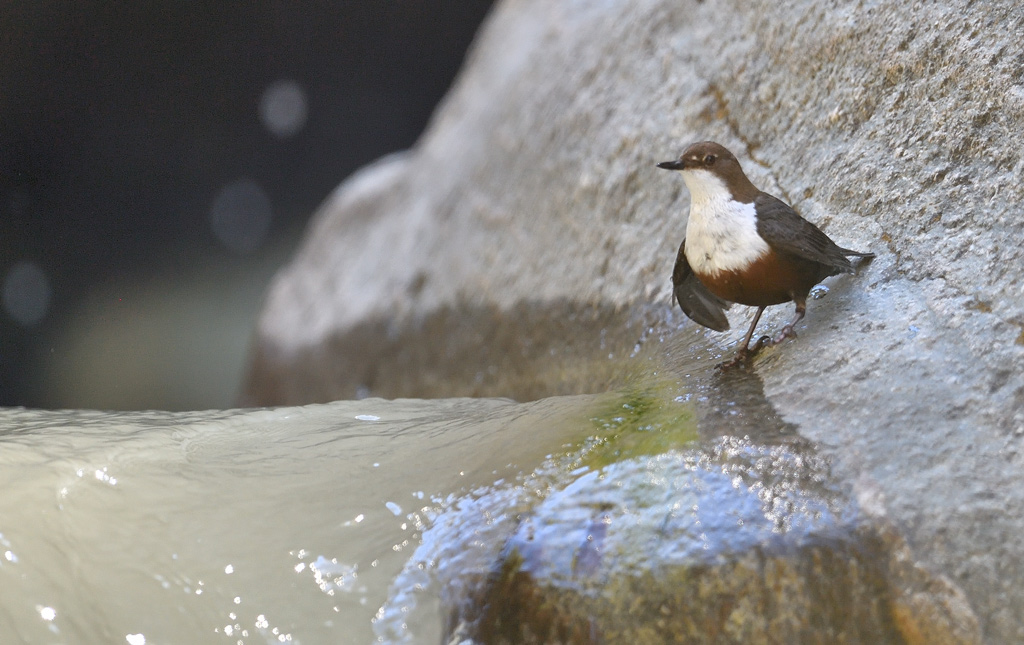 DS5_0743.jpg