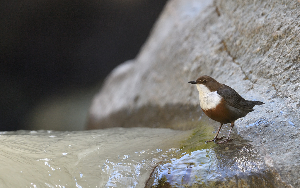 DS5_0747.jpg