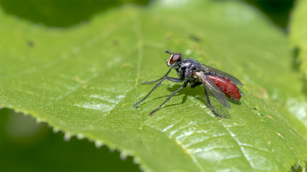 insecte 4.jpg