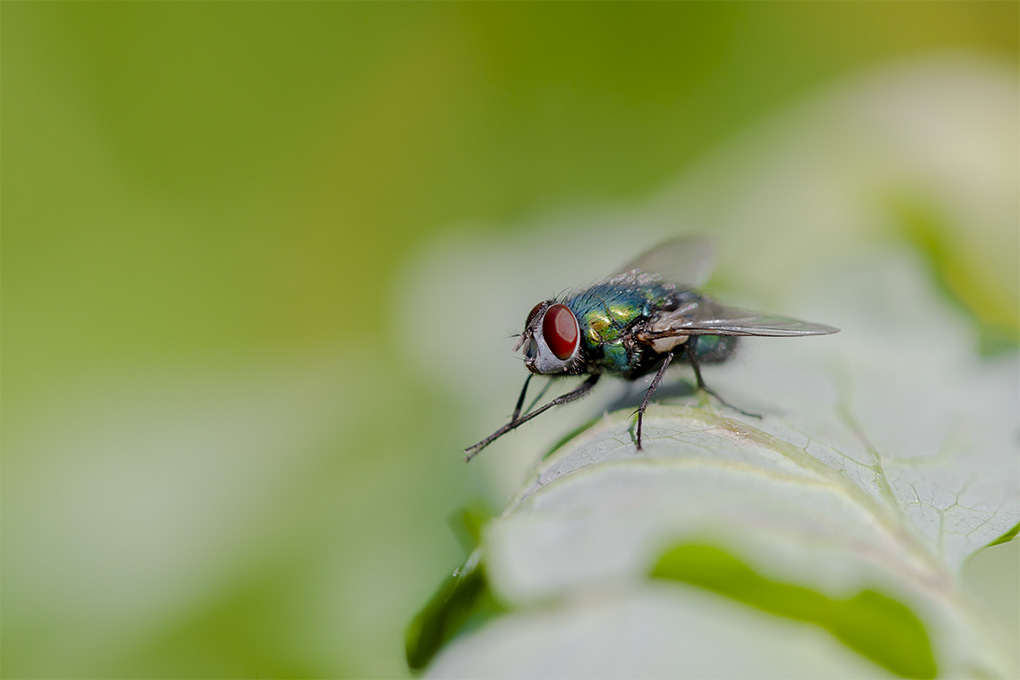 mouche 2.jpg