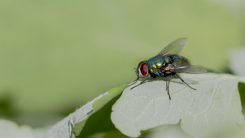 mouche 3.jpg