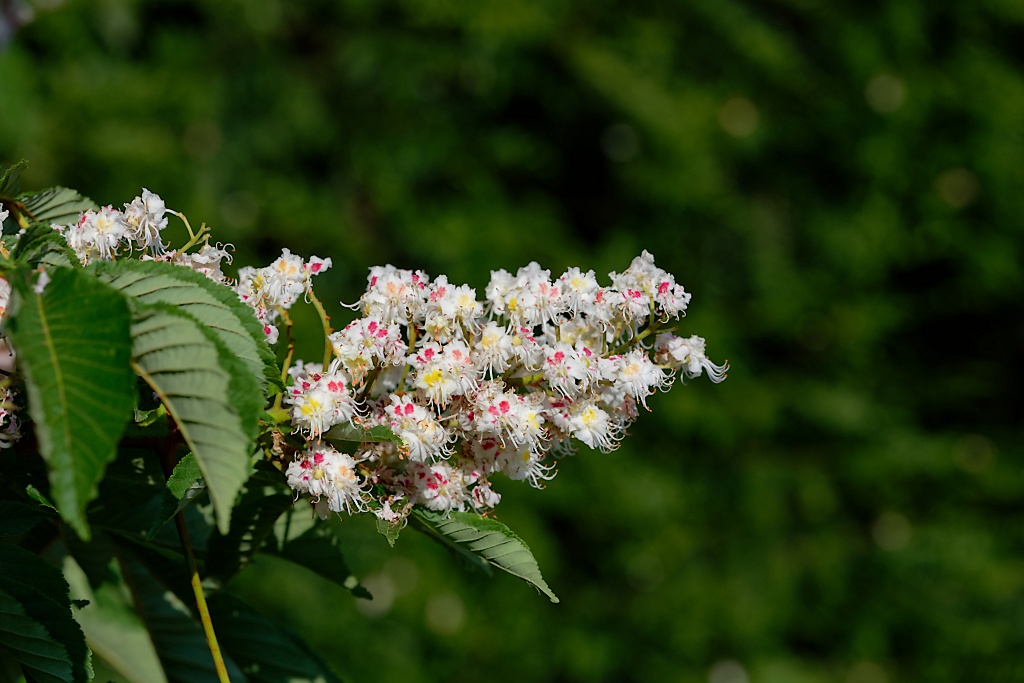 DSC_8994_DxO.jpg