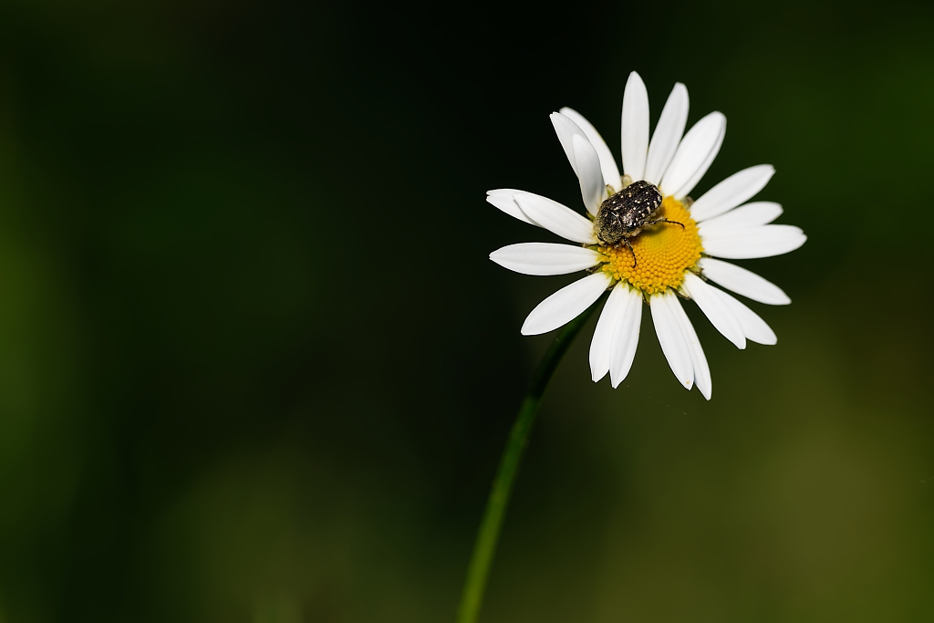DSC_9042_DxO.jpg