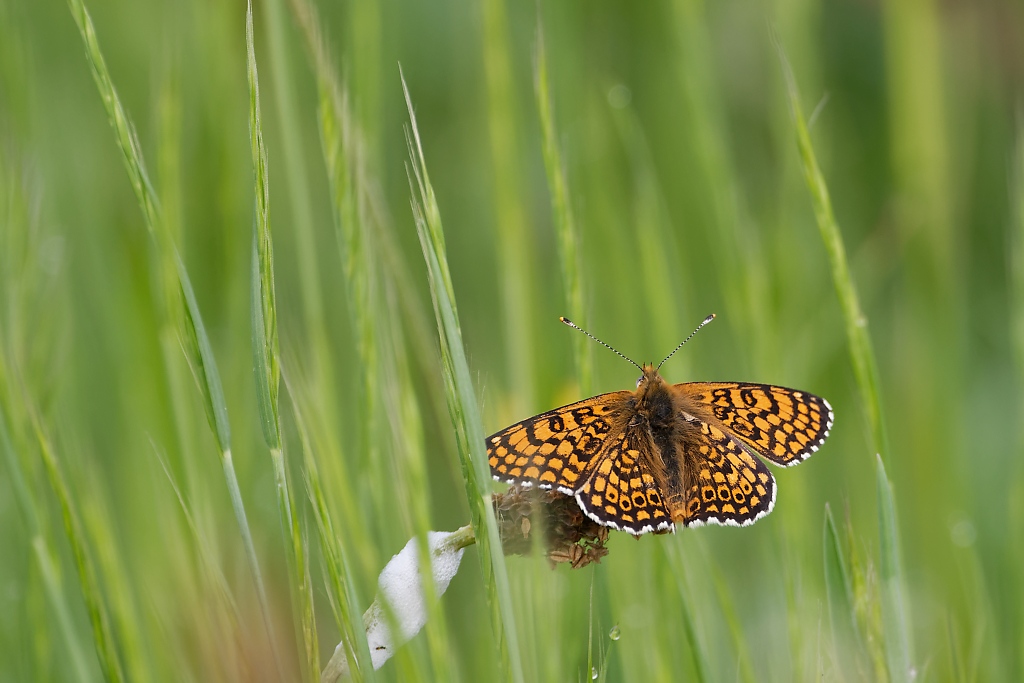 DSC_3712_DxO.jpg