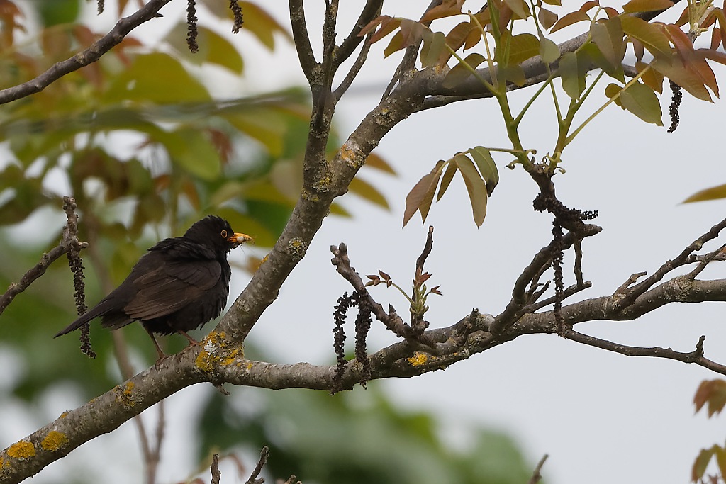 DSC_3717_DxO.jpg
