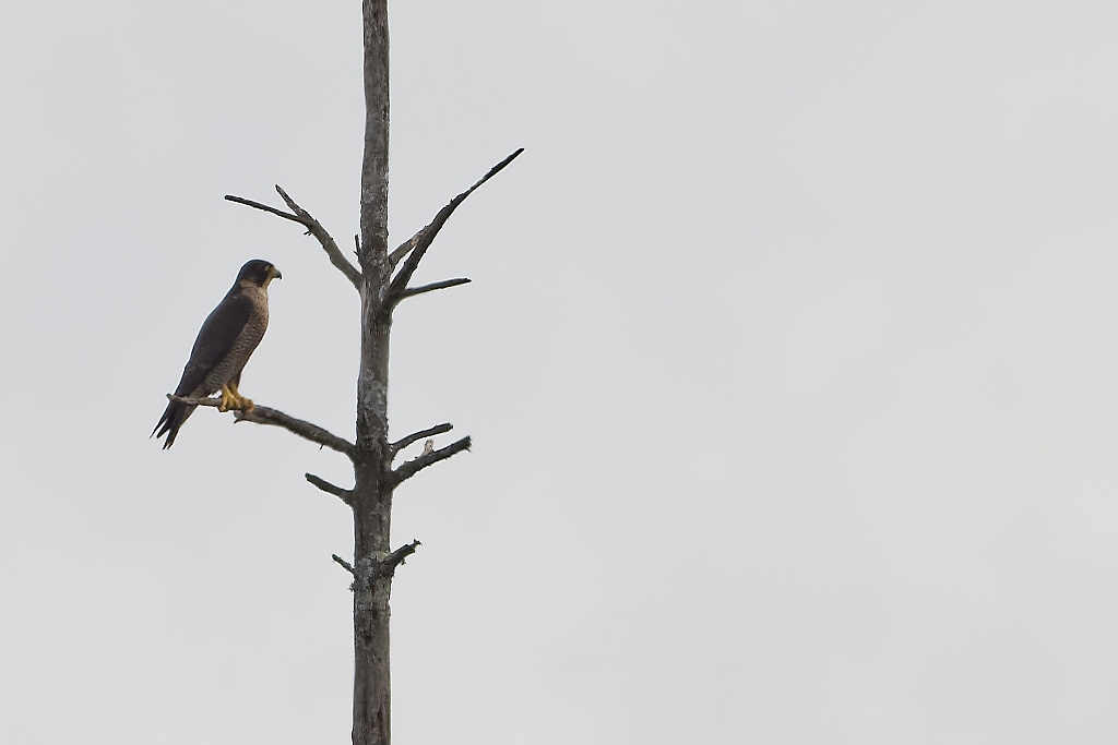 DSC_3721_DxO.jpg