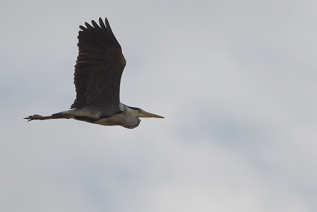 DSC_3727_DxO.jpg