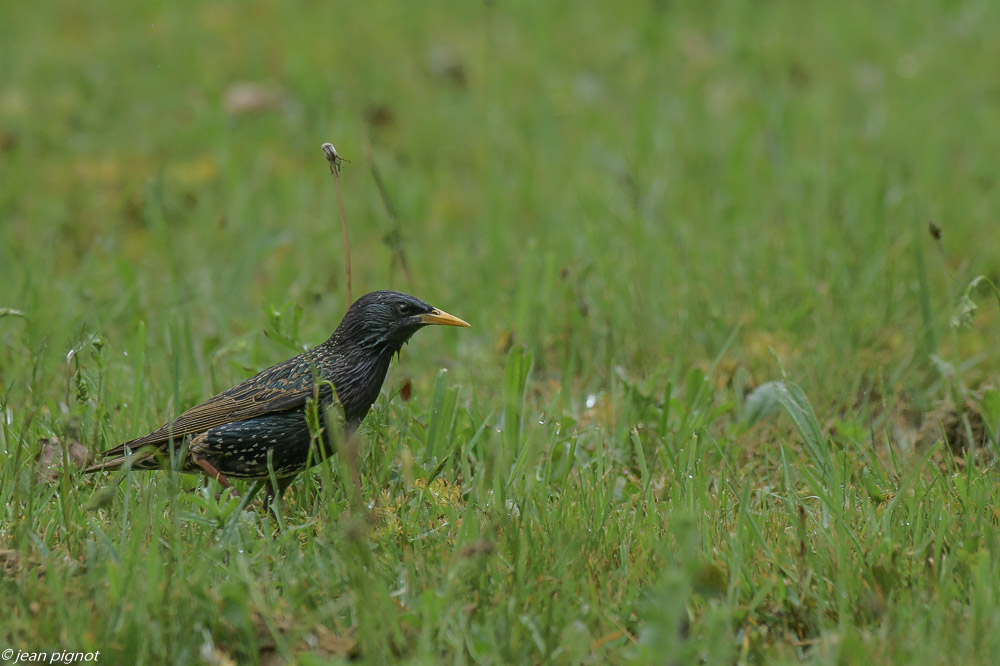 etourneau du matin 4 2020-7481.jpg