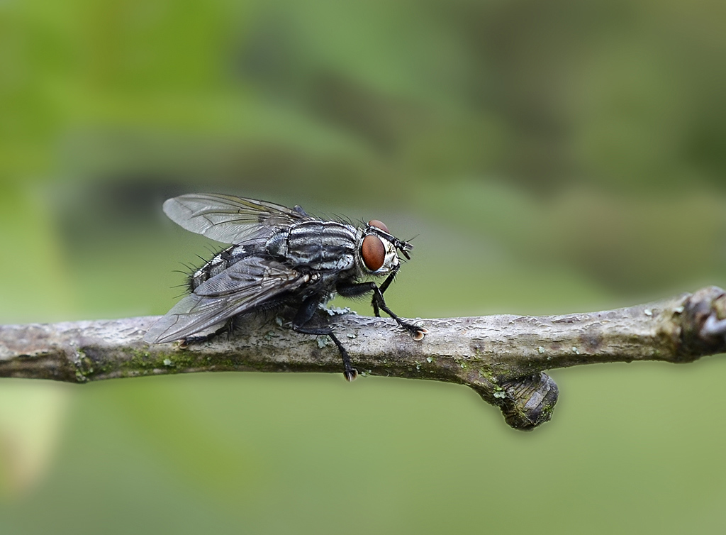 MOUCHE A DAMIERS copie 1.jpg