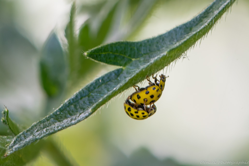 Coccinelle à 22 points_2.jpg