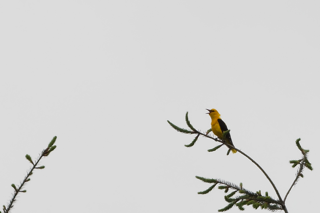 DSC_3825_DxO.jpg