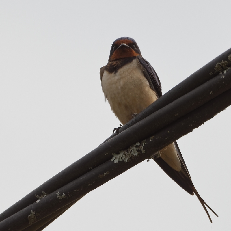 DSC_3740_DxO.jpg