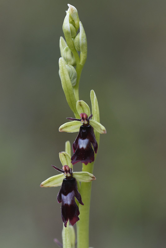 ophrys insectifera.JPG