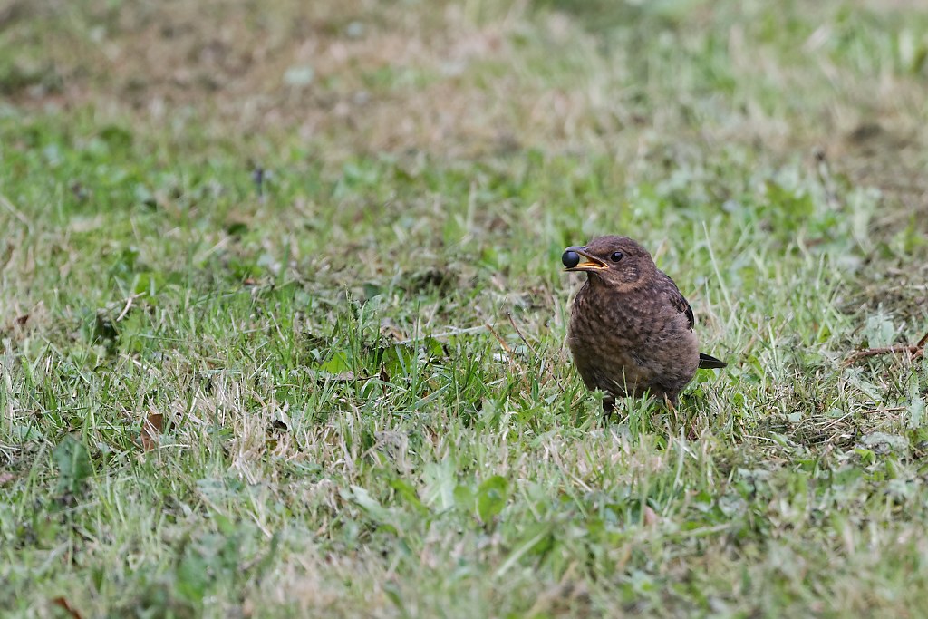 DSC_3750_DxO.jpg