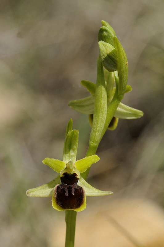 ophrys araneola.JPG