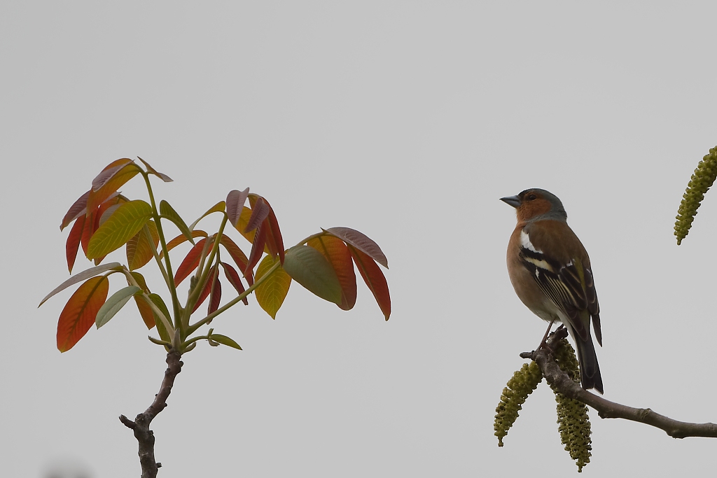 DSC_3815_DxO.jpg