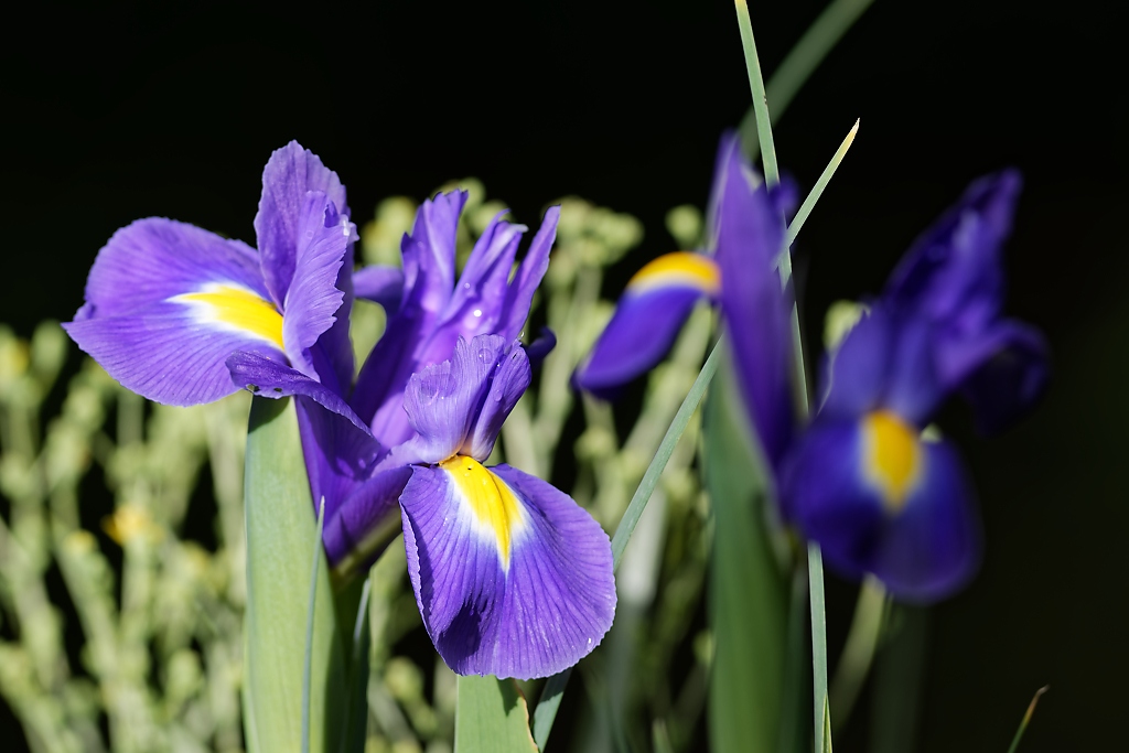 DSC_3763_DxO.jpg