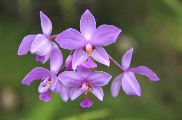 JCl Ortiz orchidées (1).JPG