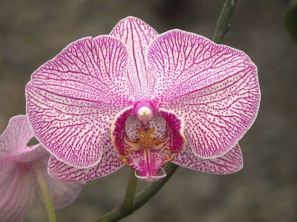 JCl Ortiz orchidées (3).jpg
