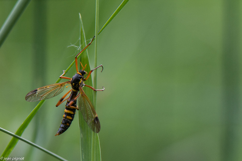 insectes de la mare 4 2020-2010-2.jpg