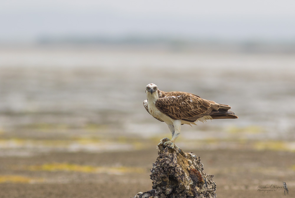 Balbuzard pêcheur.jpg