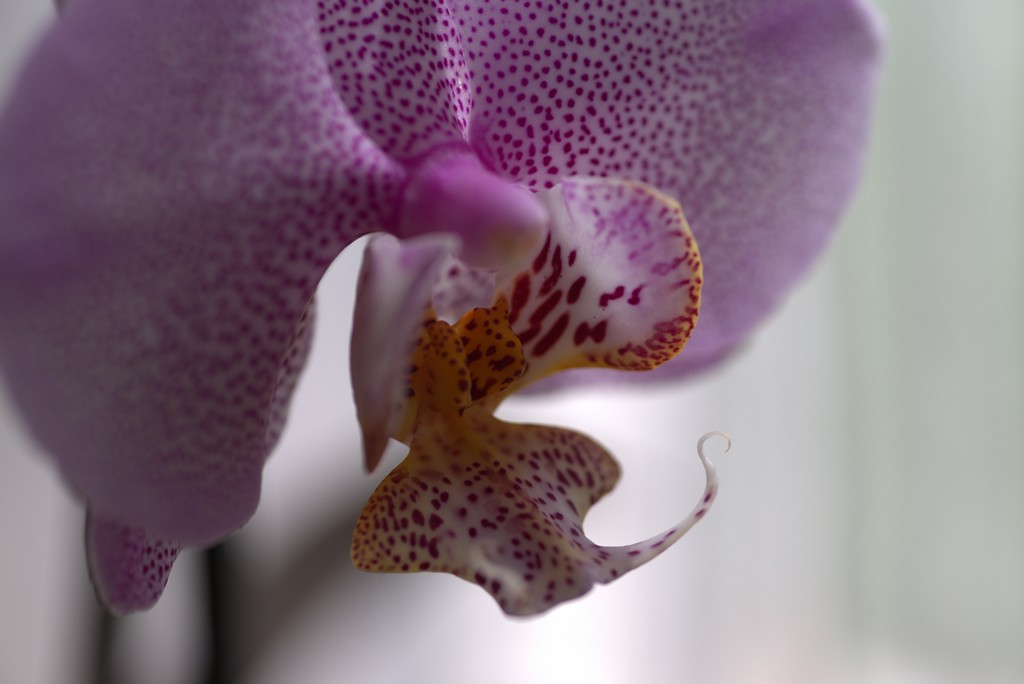 orchidée1.jpg