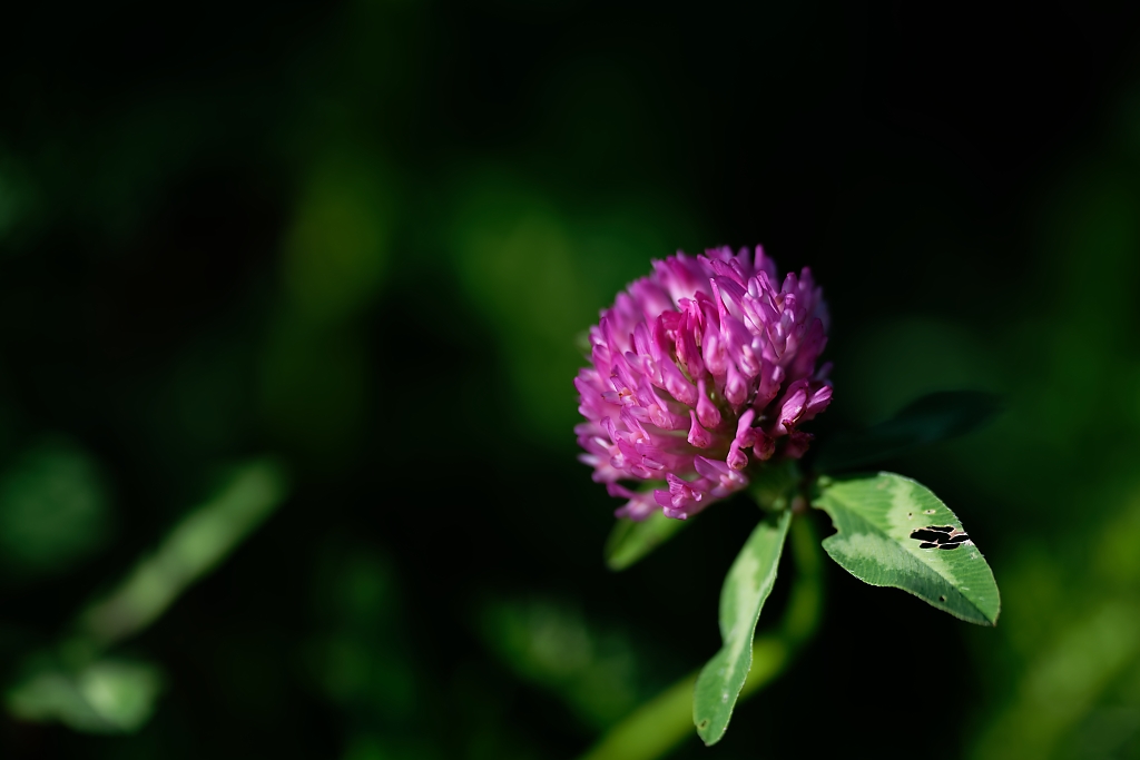 DSC_9117_DxO.jpg