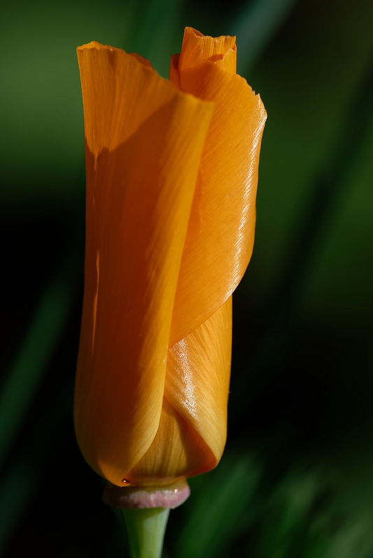 DSC_9121_DxO.jpg