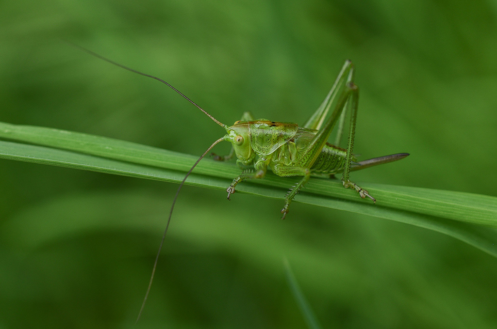 DSC_1109 copie 1.jpg