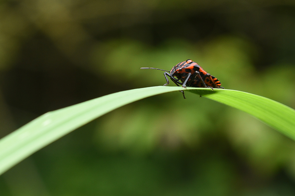 DSC_1040 copie 1.jpg