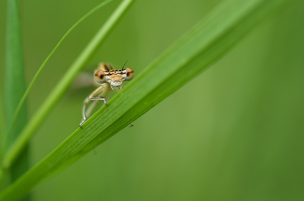 DSC_0981 copie 1.jpg