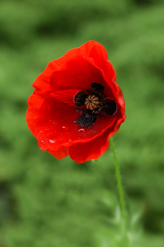 DSC_0988 copie 1.jpg