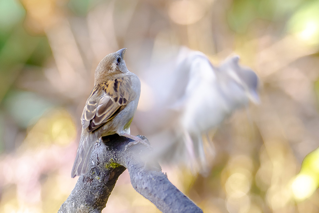 moineau 02 05 1b.jpg