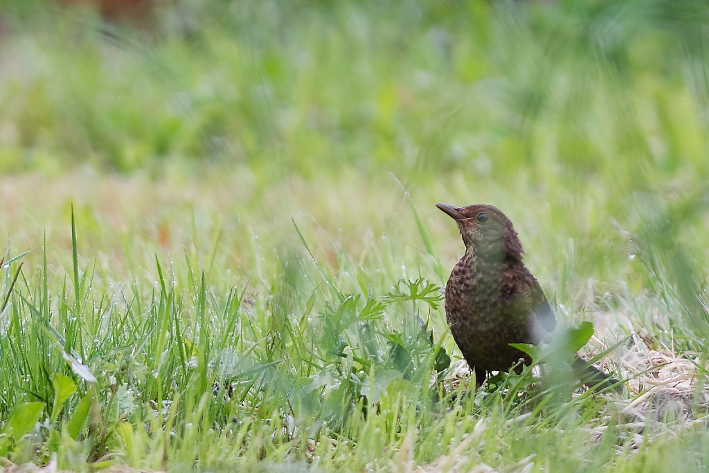 DSC_3857_DxO.jpg