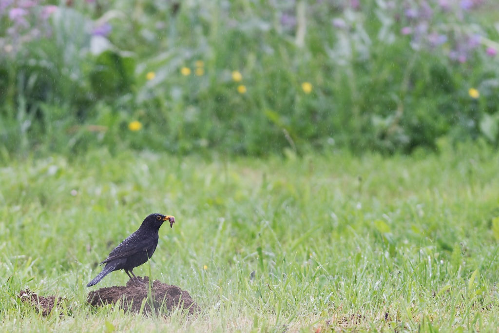 DSC_3880_DxO.jpg