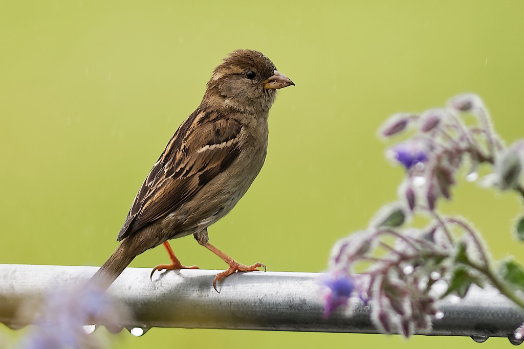 DSC_3888_DxO.jpg