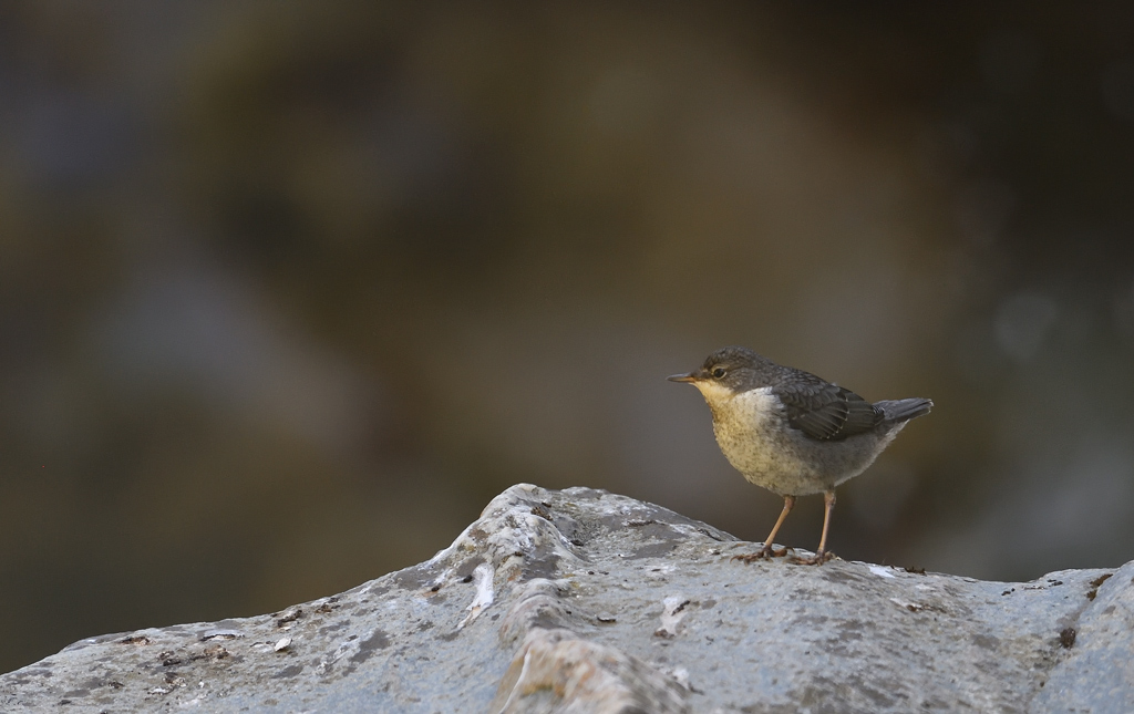 DS5_0757.jpg