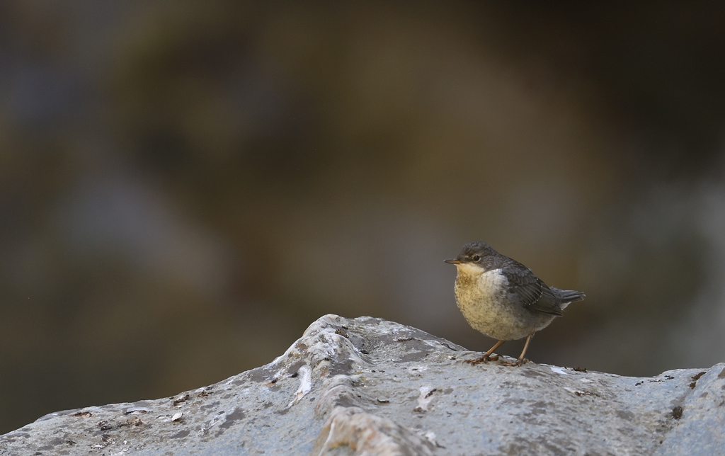 DS5_0762.jpg
