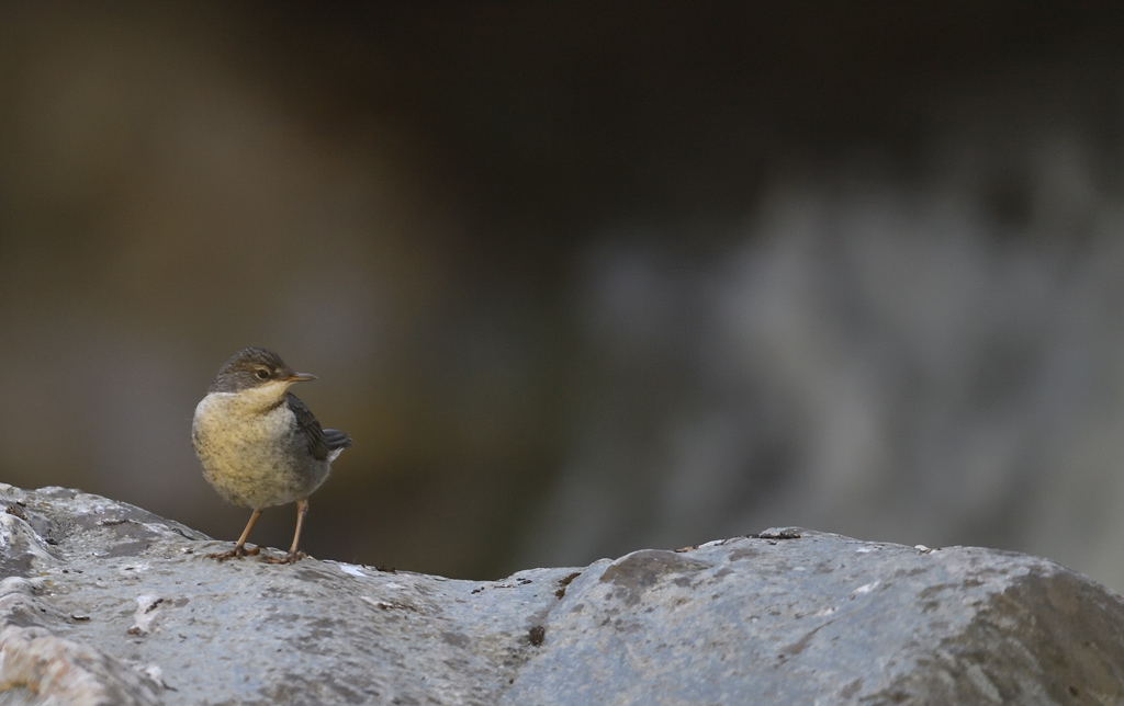 DS5_0766.jpg