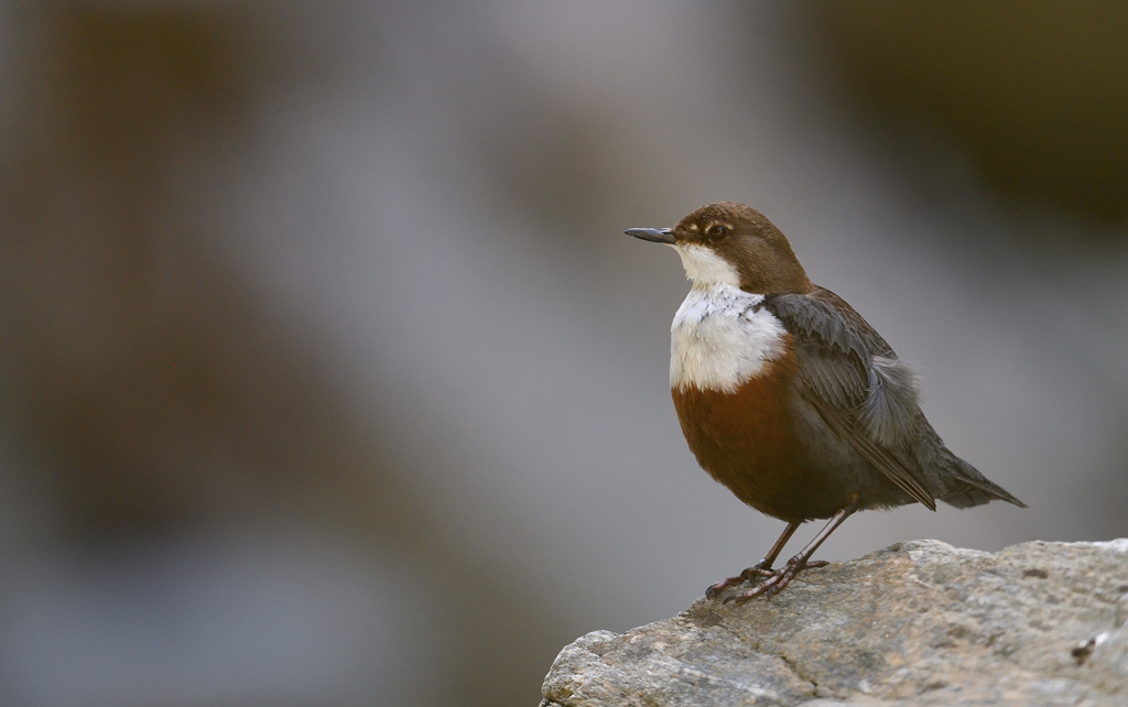 DS5_0783.jpg